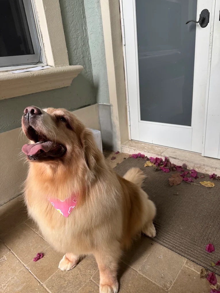 Deshedding Treatment