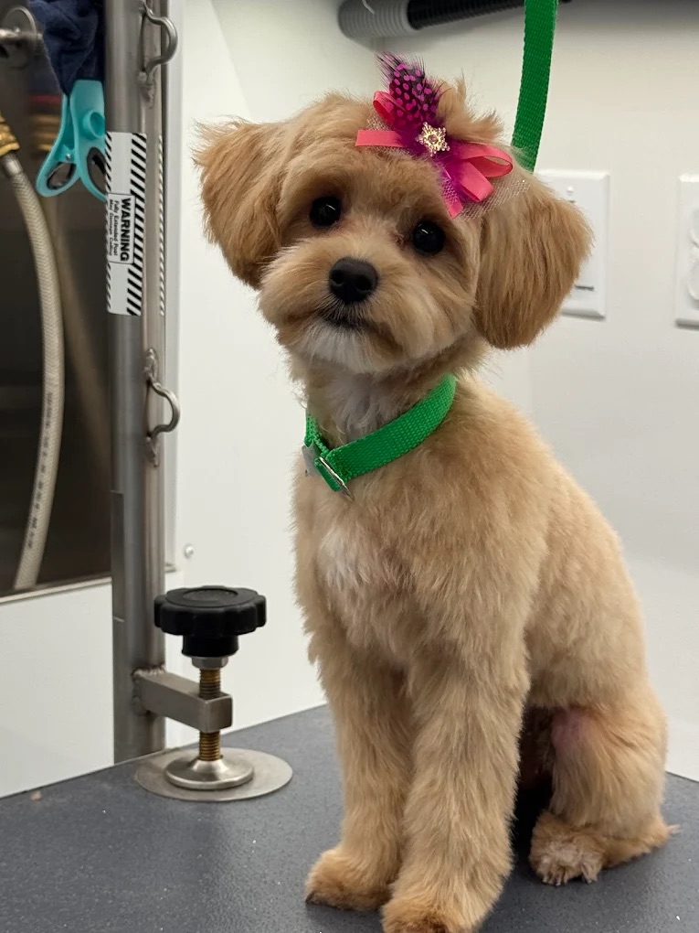Mobile Dog Grooming In Atlantis