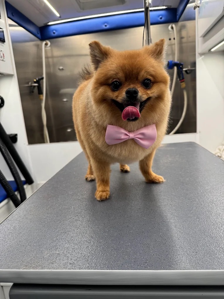 Groomed pet 15