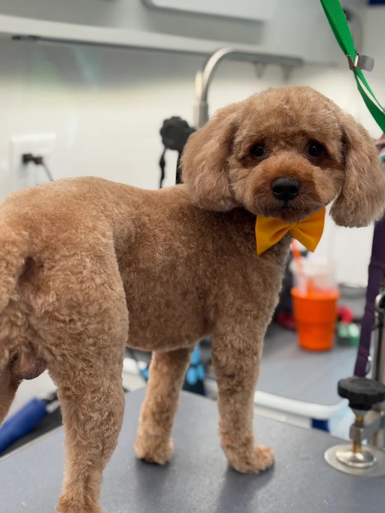 Groomed pet 14