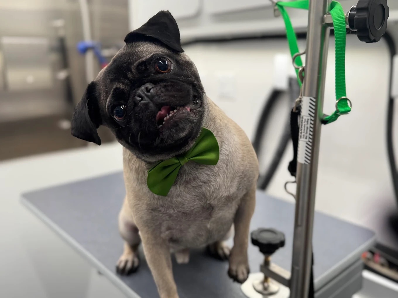 Groomed pet 13