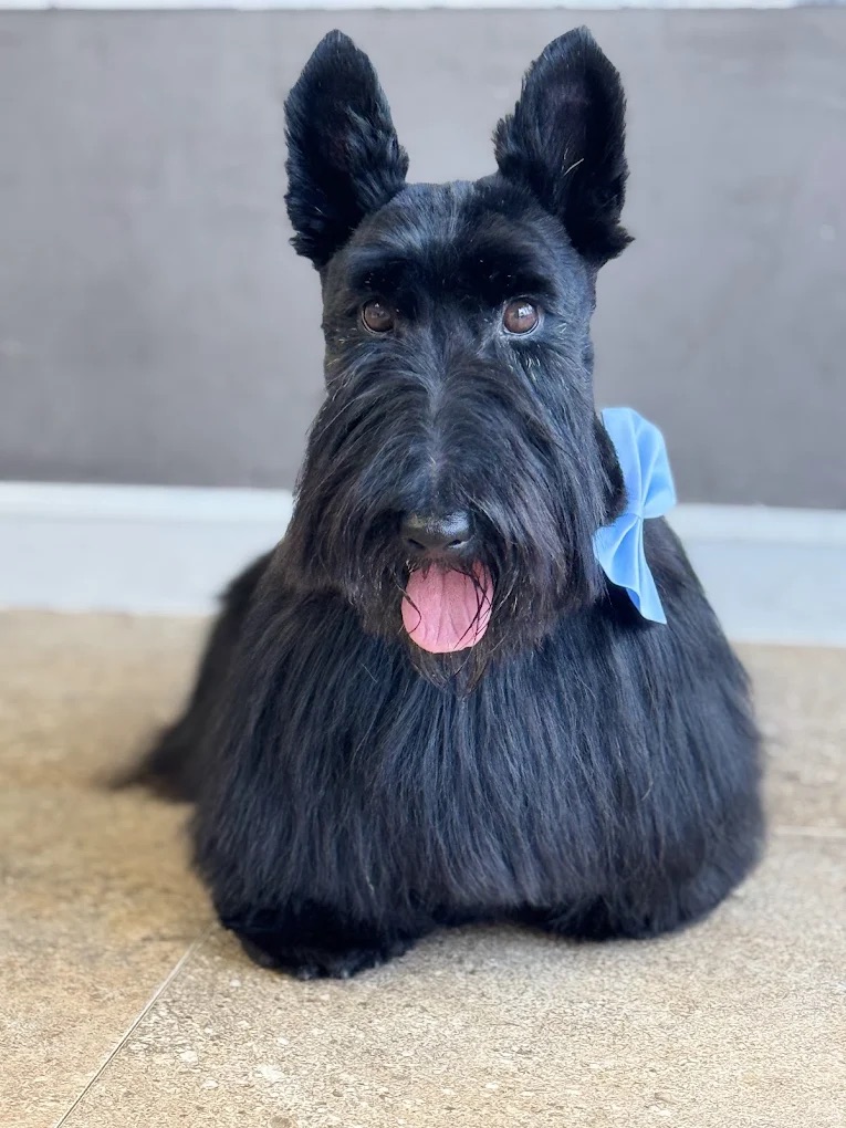 Groomed pet 12