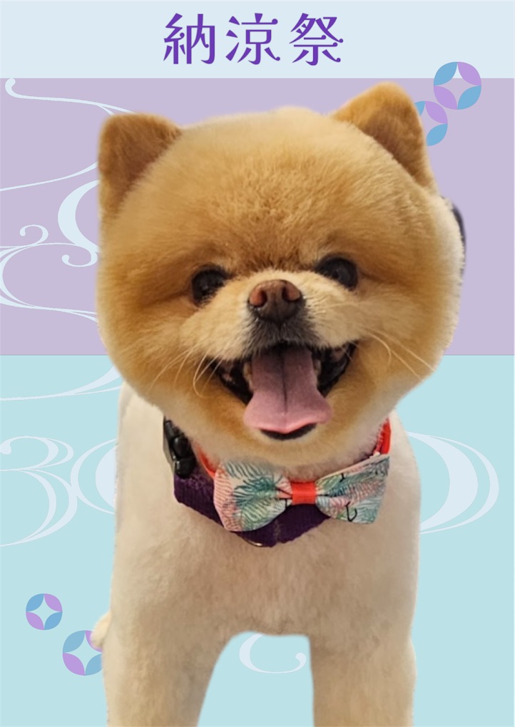 Groomed pet 11