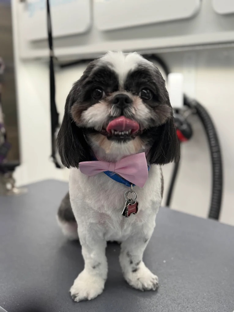 Mobile Dog Grooming In Royal Palm Beach