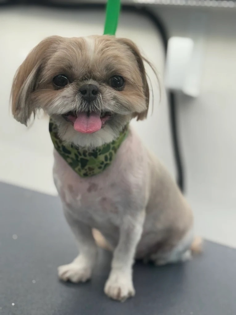 Groomed pet 10