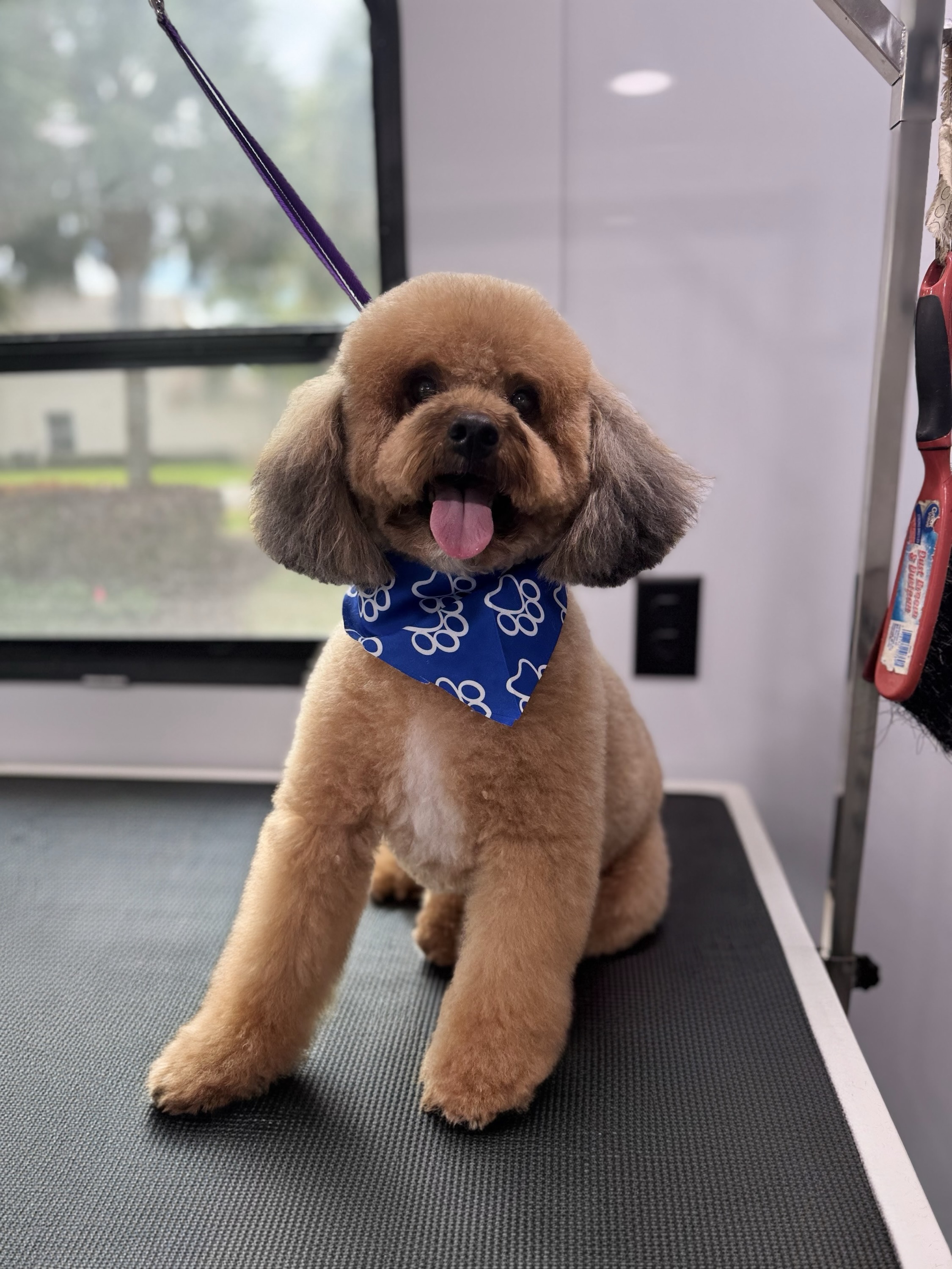 Groomed pet