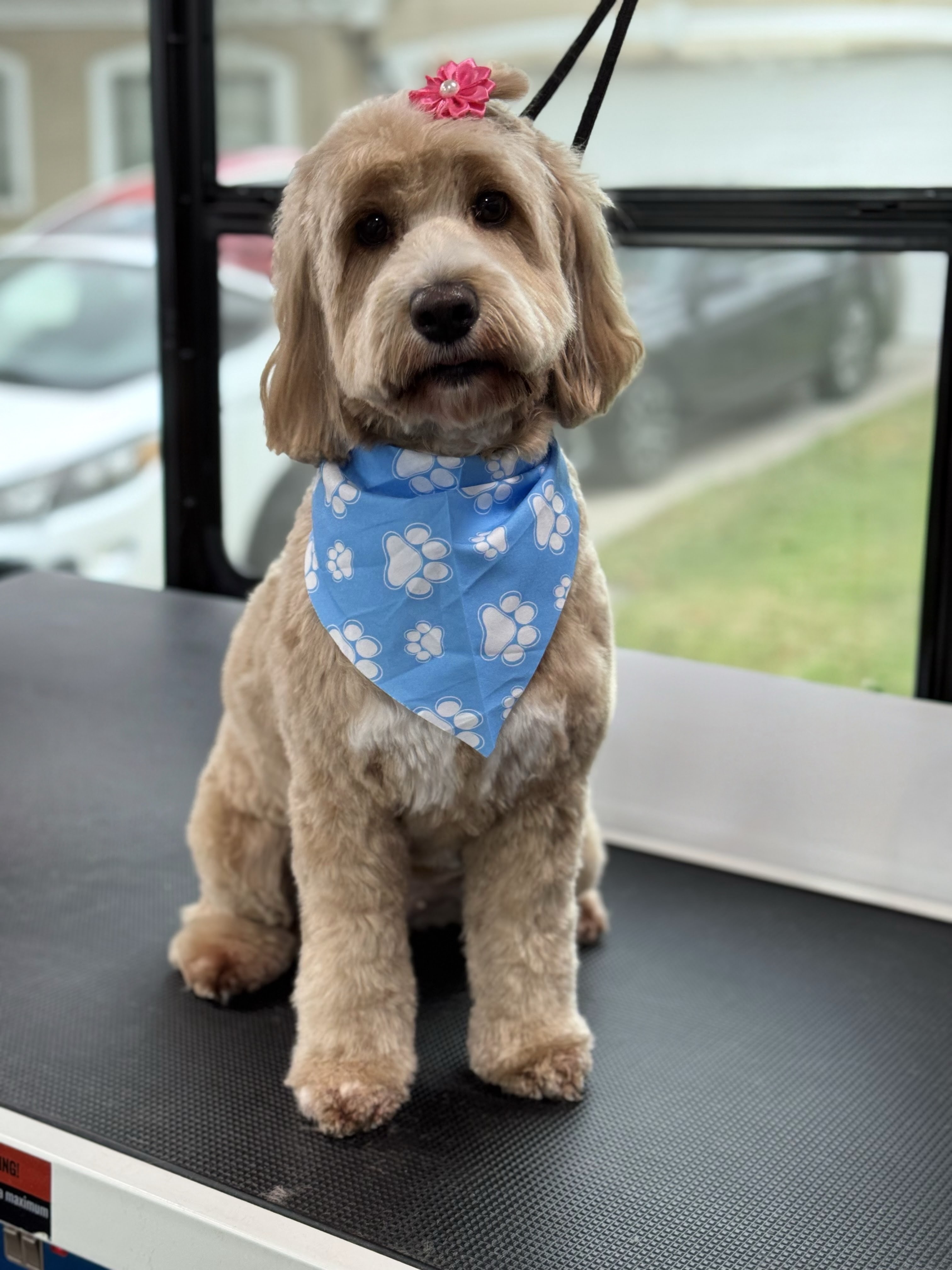 Happy groomed dog