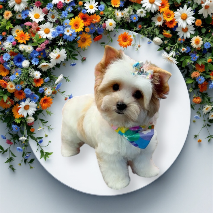 Groomed pet 25