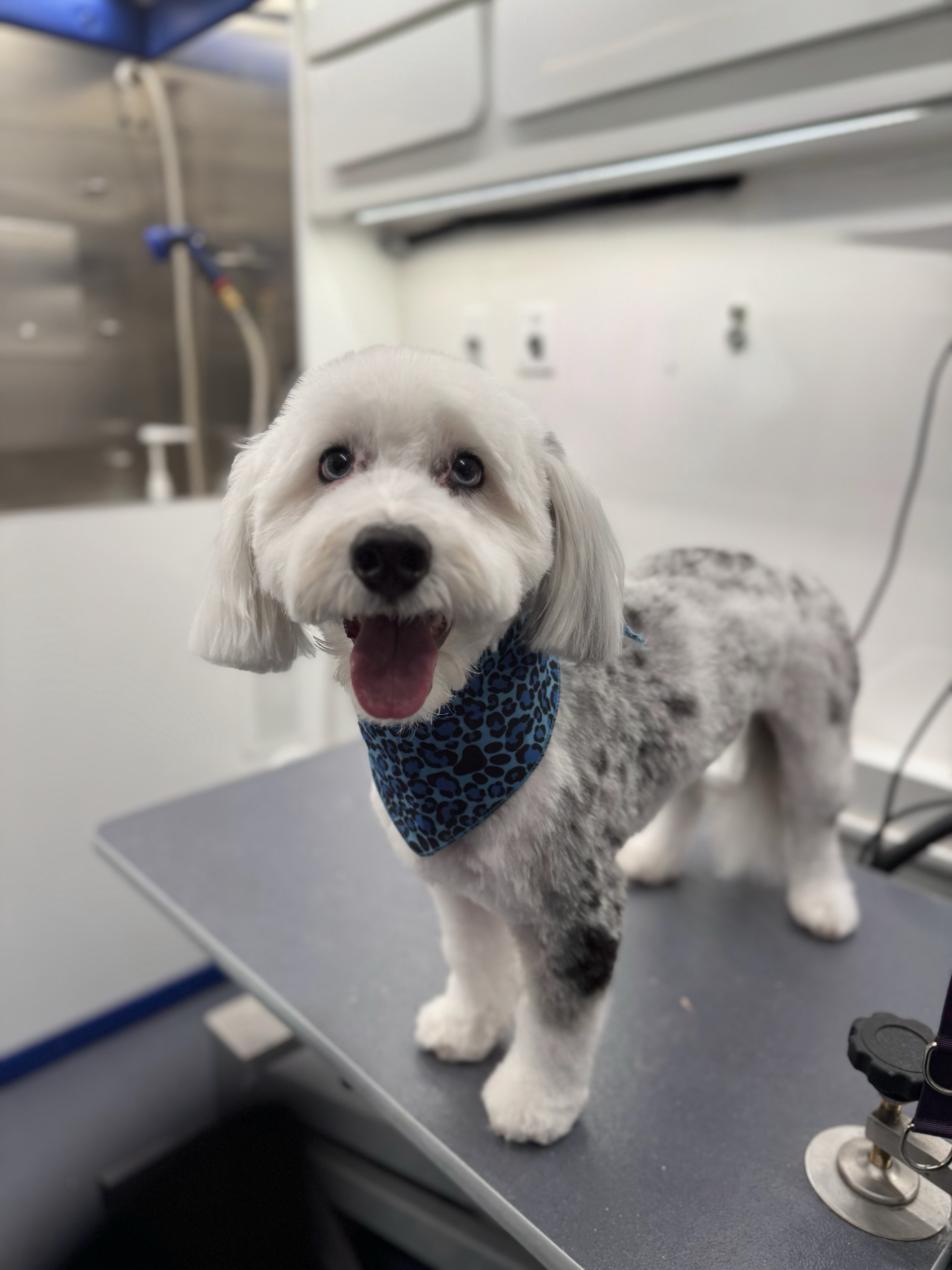 Groomed pet 6