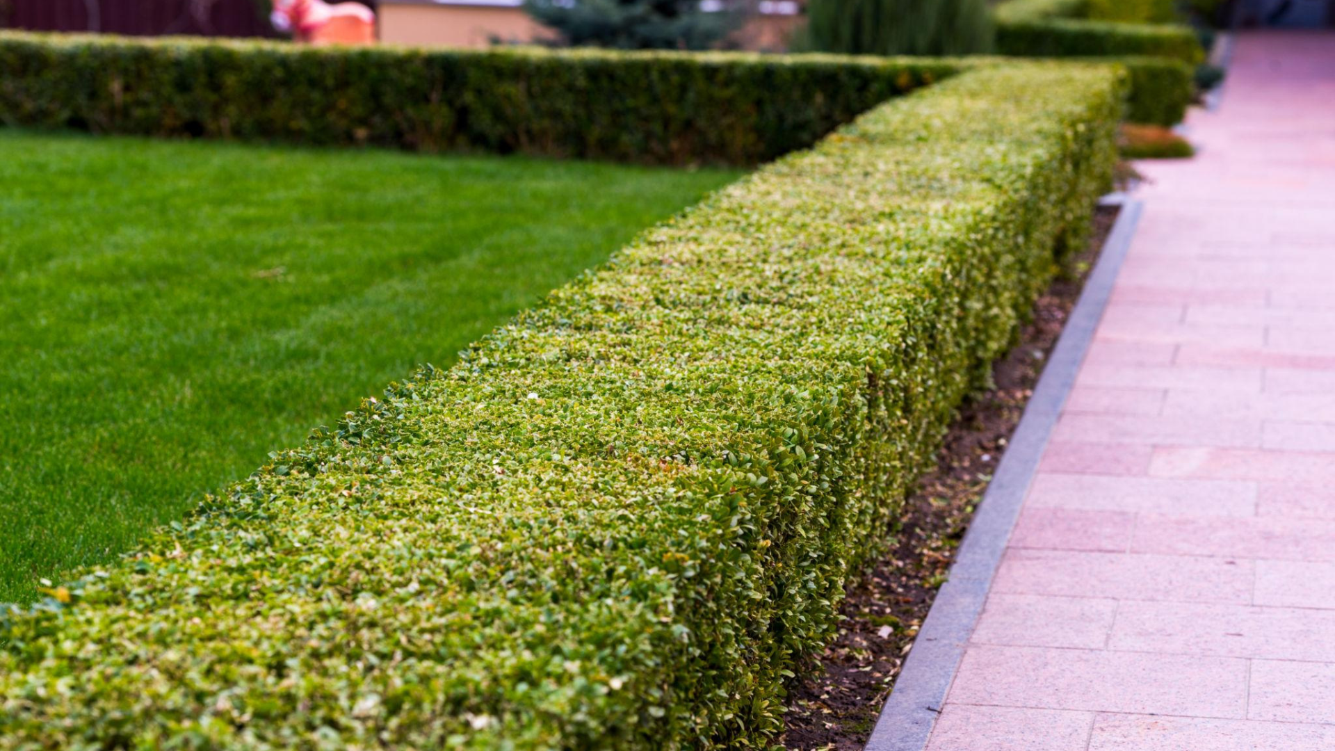 Shrub & Hedge Trimming