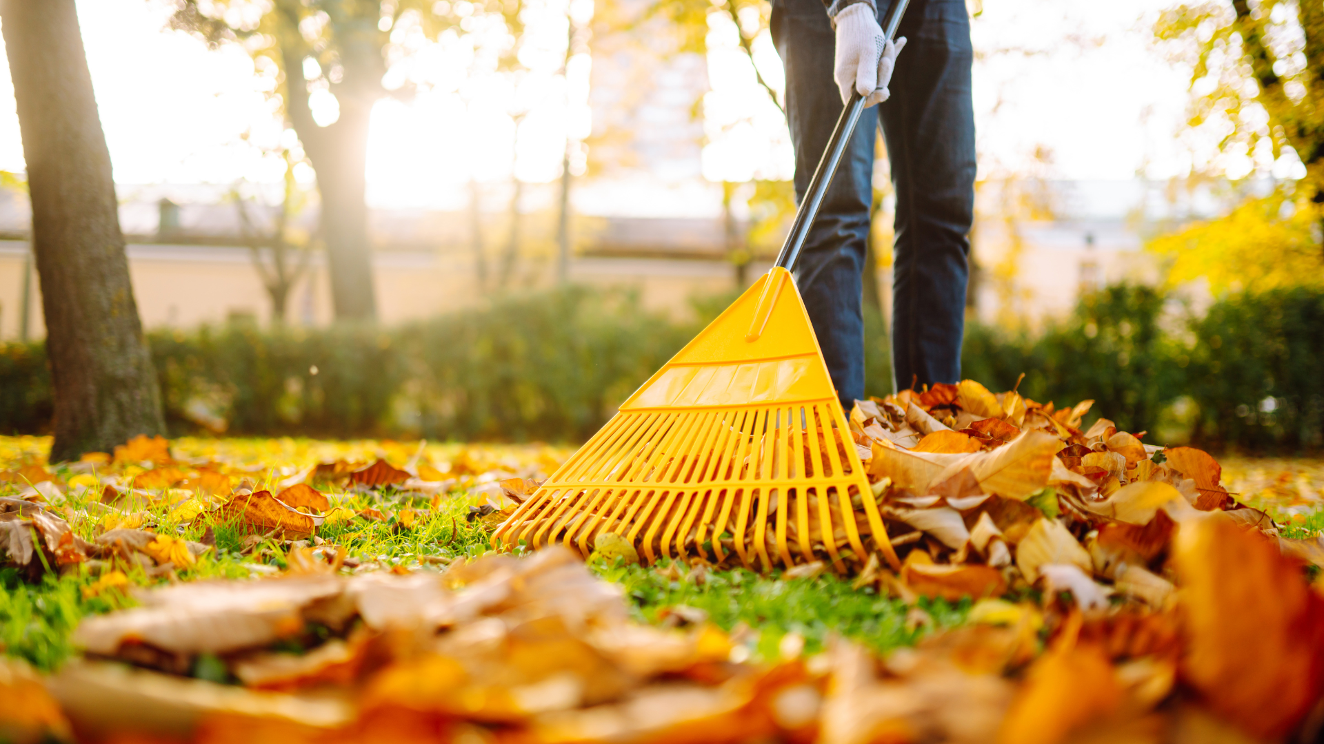 Seasonal Yard Cleanup