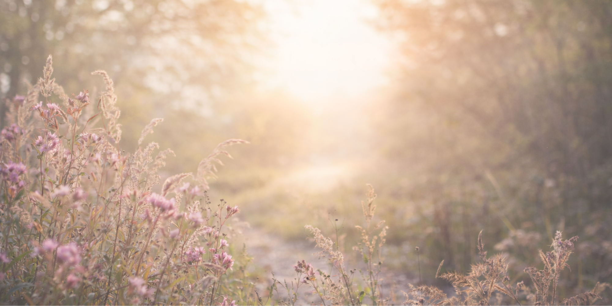 The Inner Coherence Reset 7-Week Program