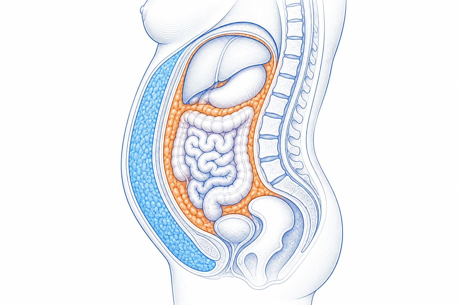 Čistá anatomická ilustrace znázorňující podkožní tuk pod kůží a viscerální tuk kolem orgánů