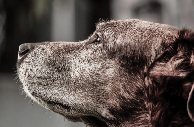 Dog Chiropractic Dog Chiropractic
