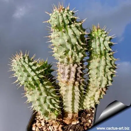 Hoodia