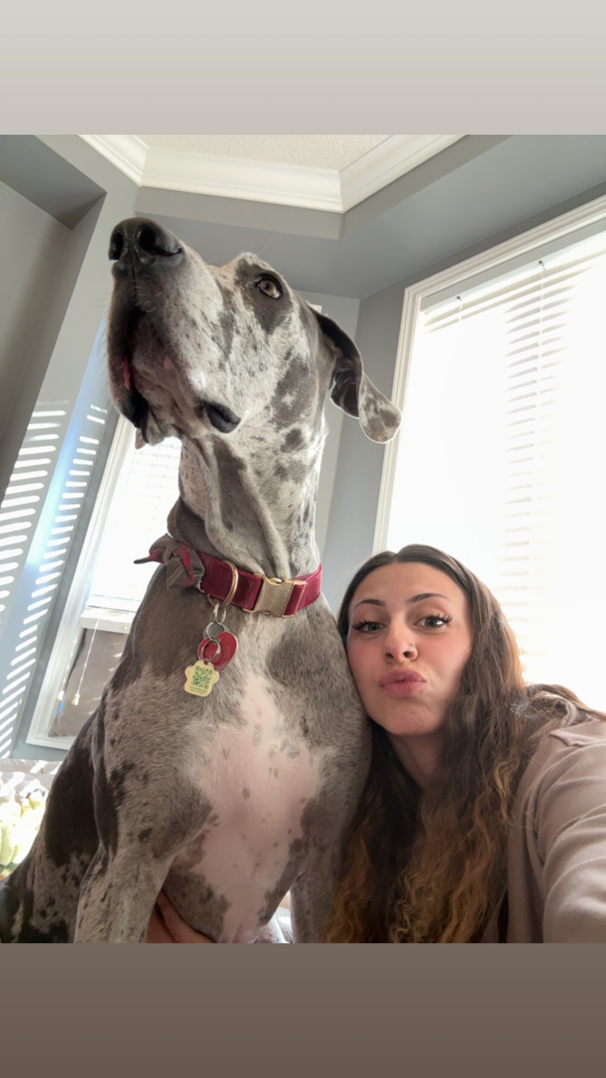 A happy dog enjoying time with Nat's Pack