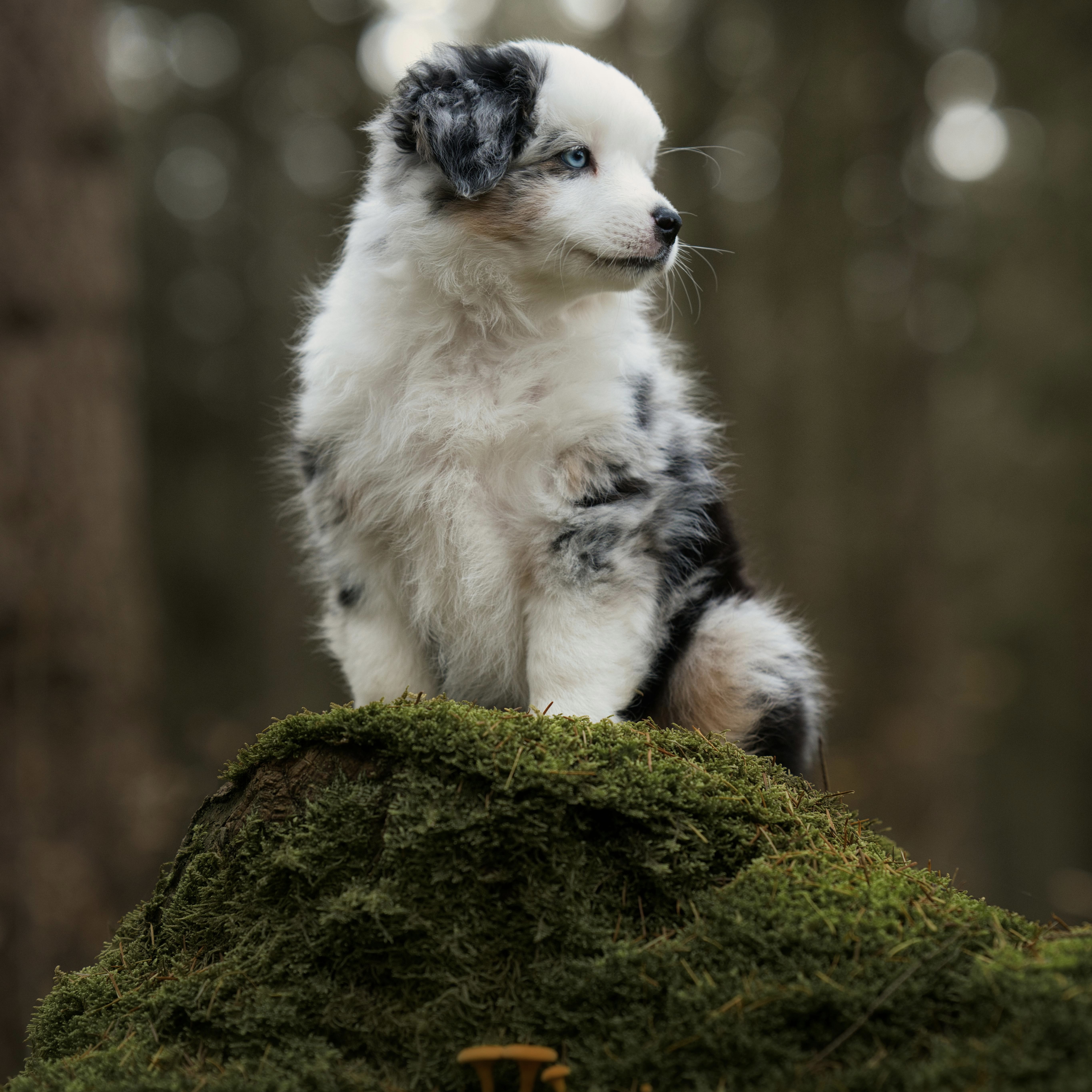 border collie puppy border collie puppy