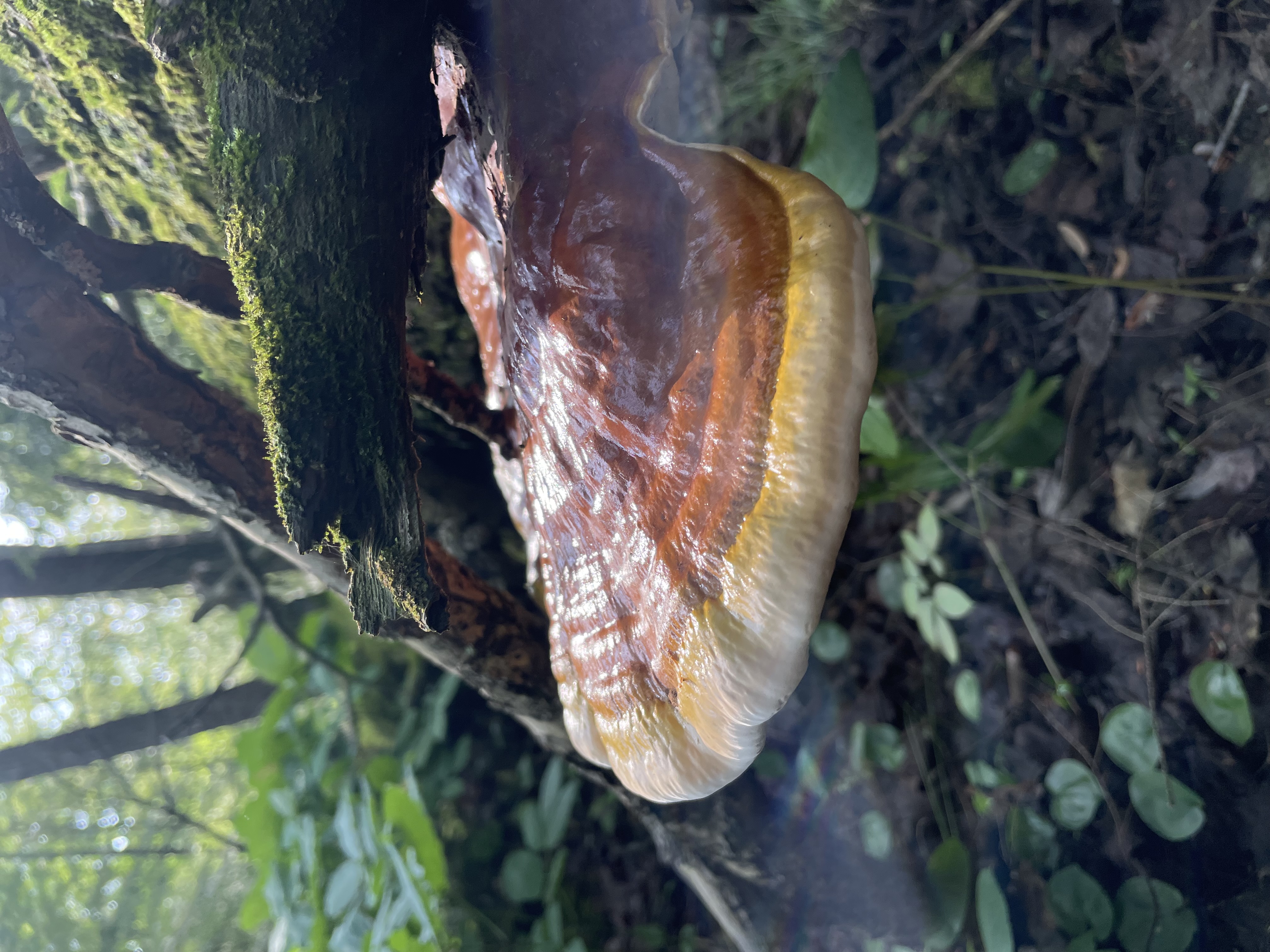 wild reishi