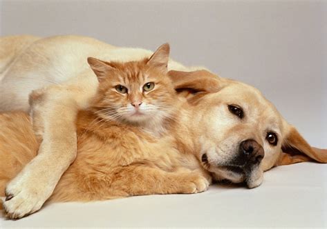 <h3>Small Pets</h3>