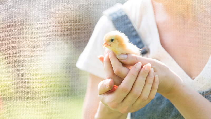 Normal Check In Chicken One Month Chick Check-In