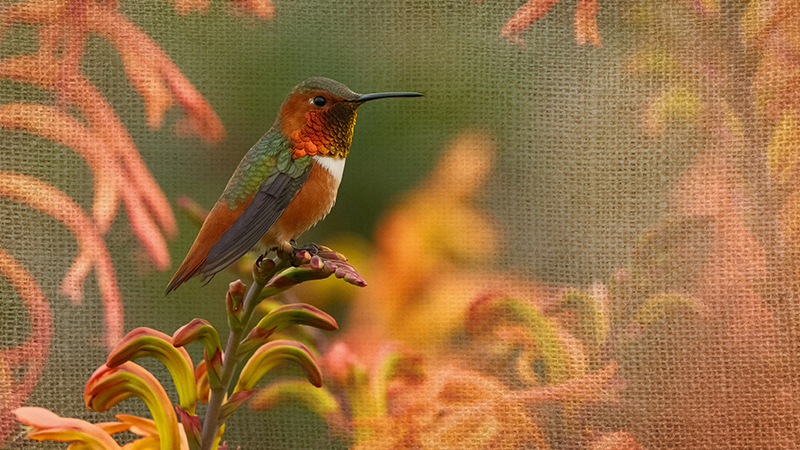 June Hummingbird Your Backyard Hummingbird Guide for Summer