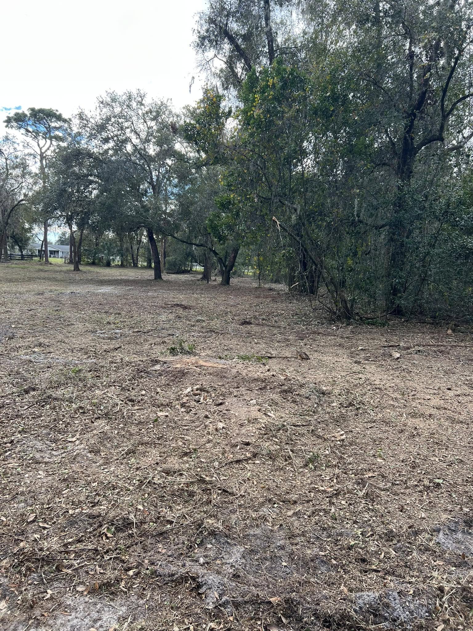 Wide view of a freshly cleared property boundary with mulched ground and uncleared forest on right side