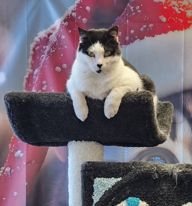 Moo from Cats Kingdom