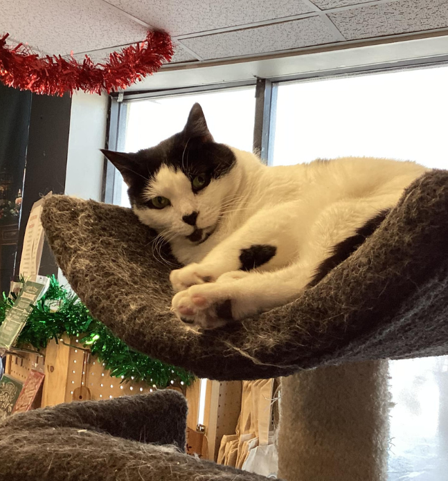 Moo at Cats Kingdom