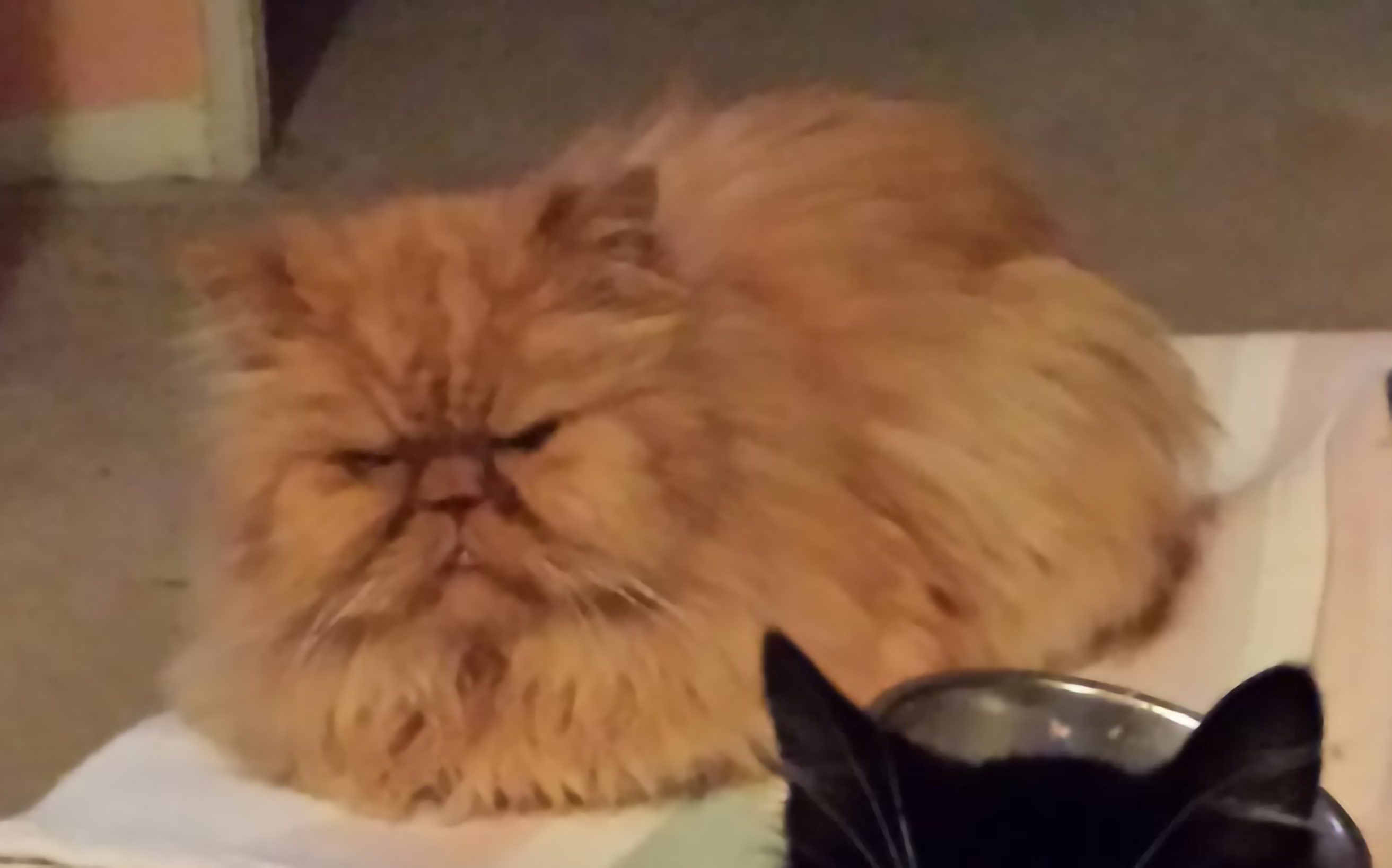 Pierre from Cats Kingdom