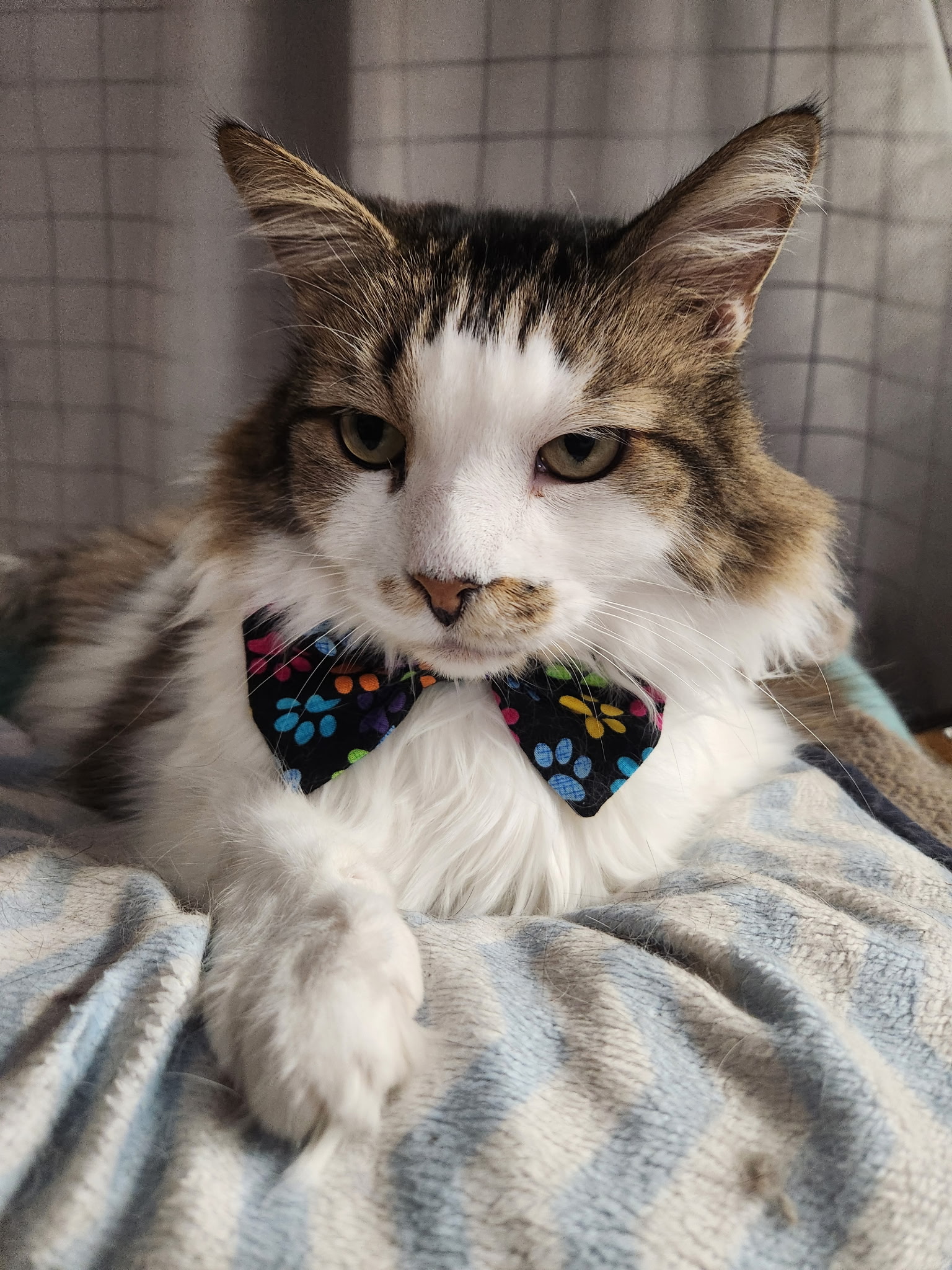 Augustus, the Cats Kingdom greeter cat