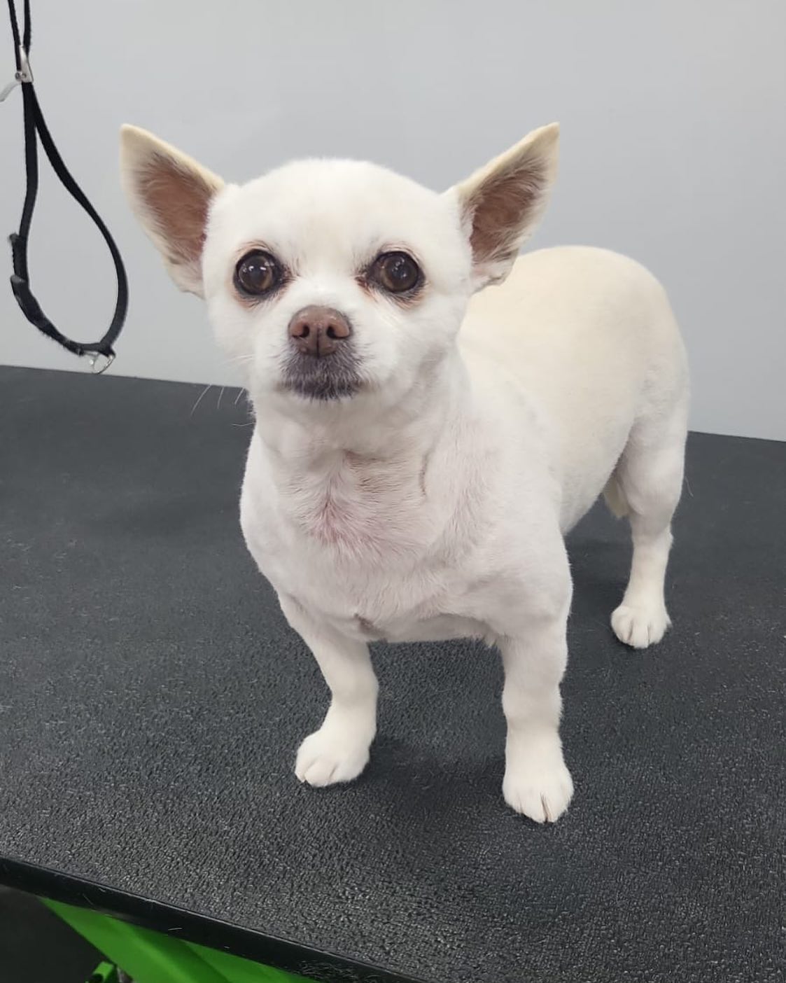 Groomed pet 3