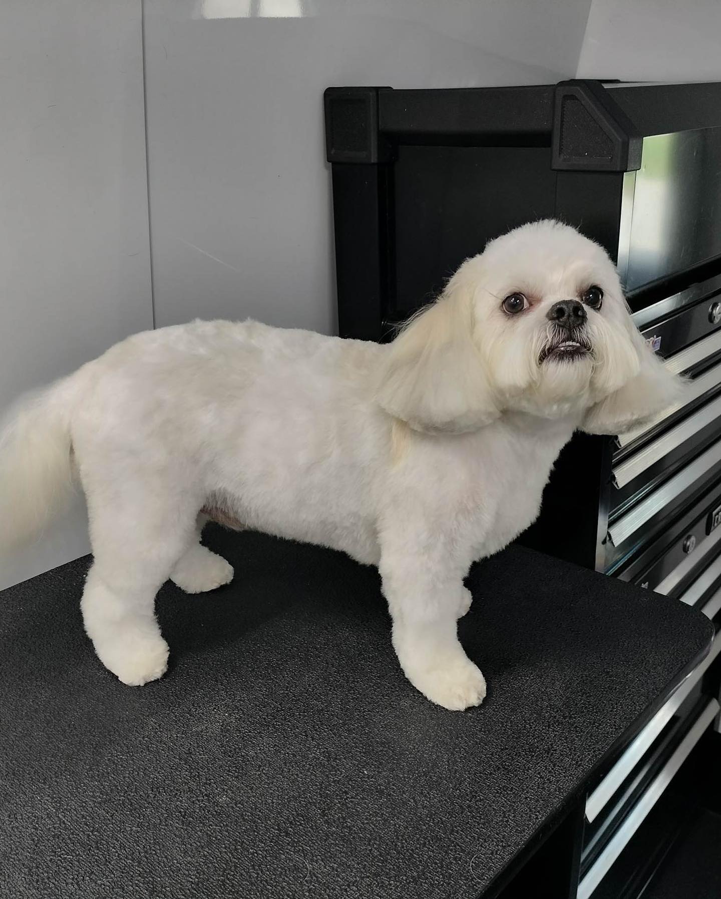 Groomed pet 6
