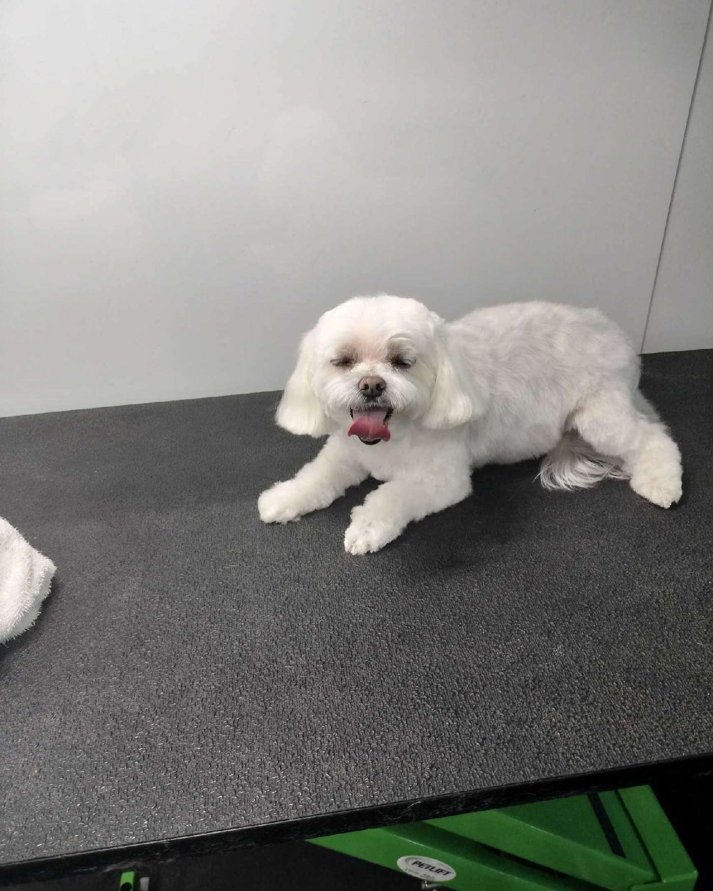 Groomed pet 4
