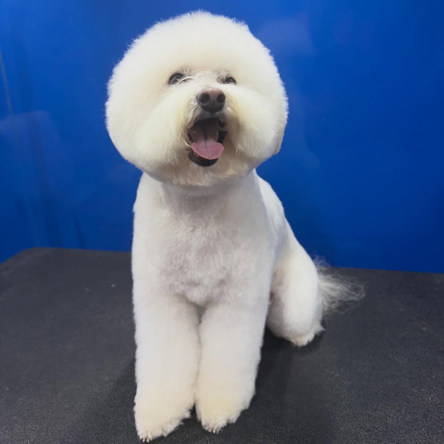 Groomed pet 2
