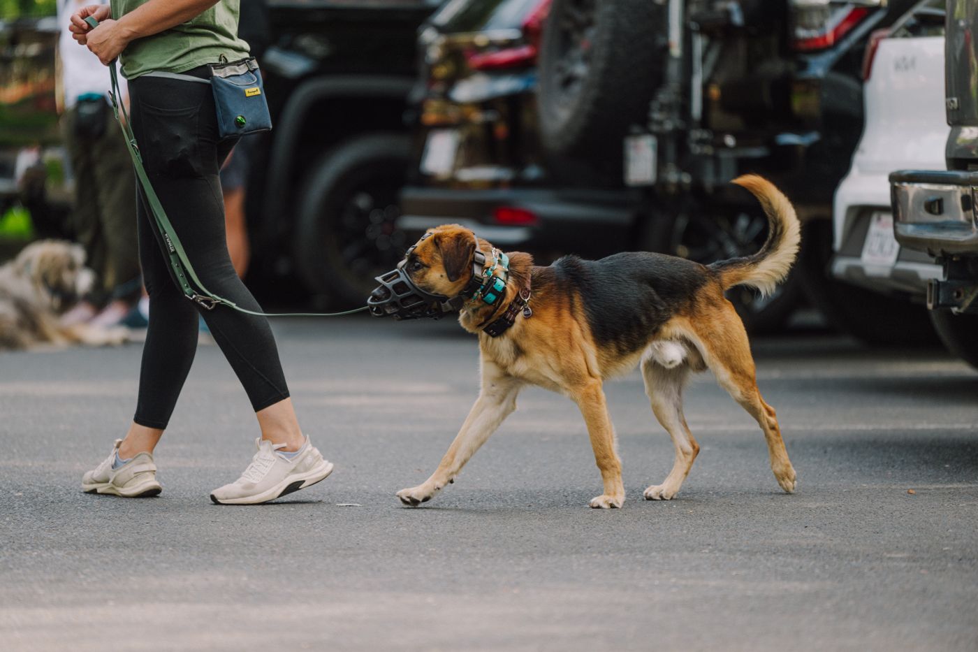 An owner walking a shepherd on a loose leash past parked cars