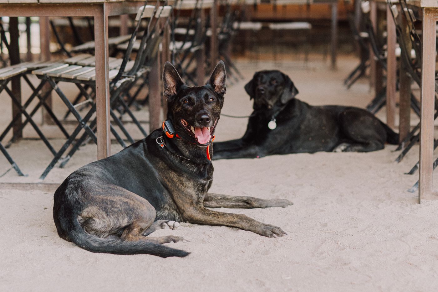 Two dogs lying quietly side by side under the tables at the end of a Friday