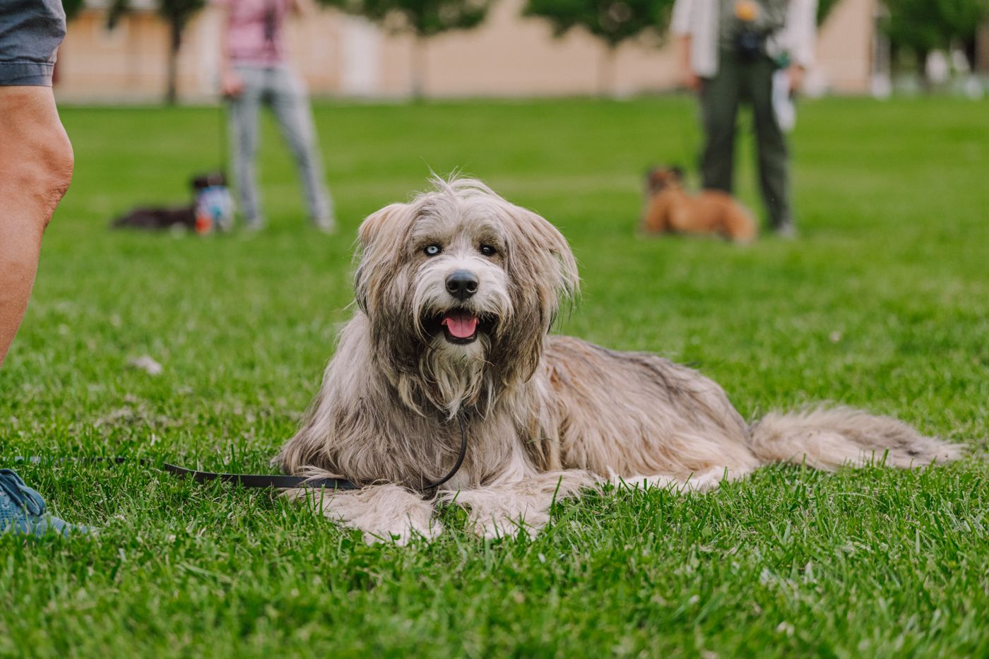 A shaggy gray dog lying settled on the grass in a park, off leash
