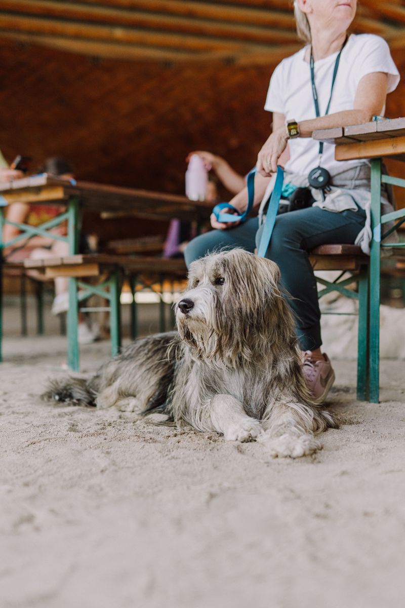 A shaggy dog waiting quietly beside a bench outside