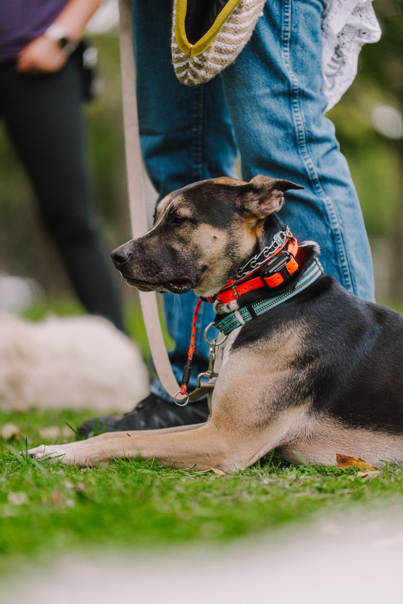 A shepherd settled in a down beside his owner in a busy park