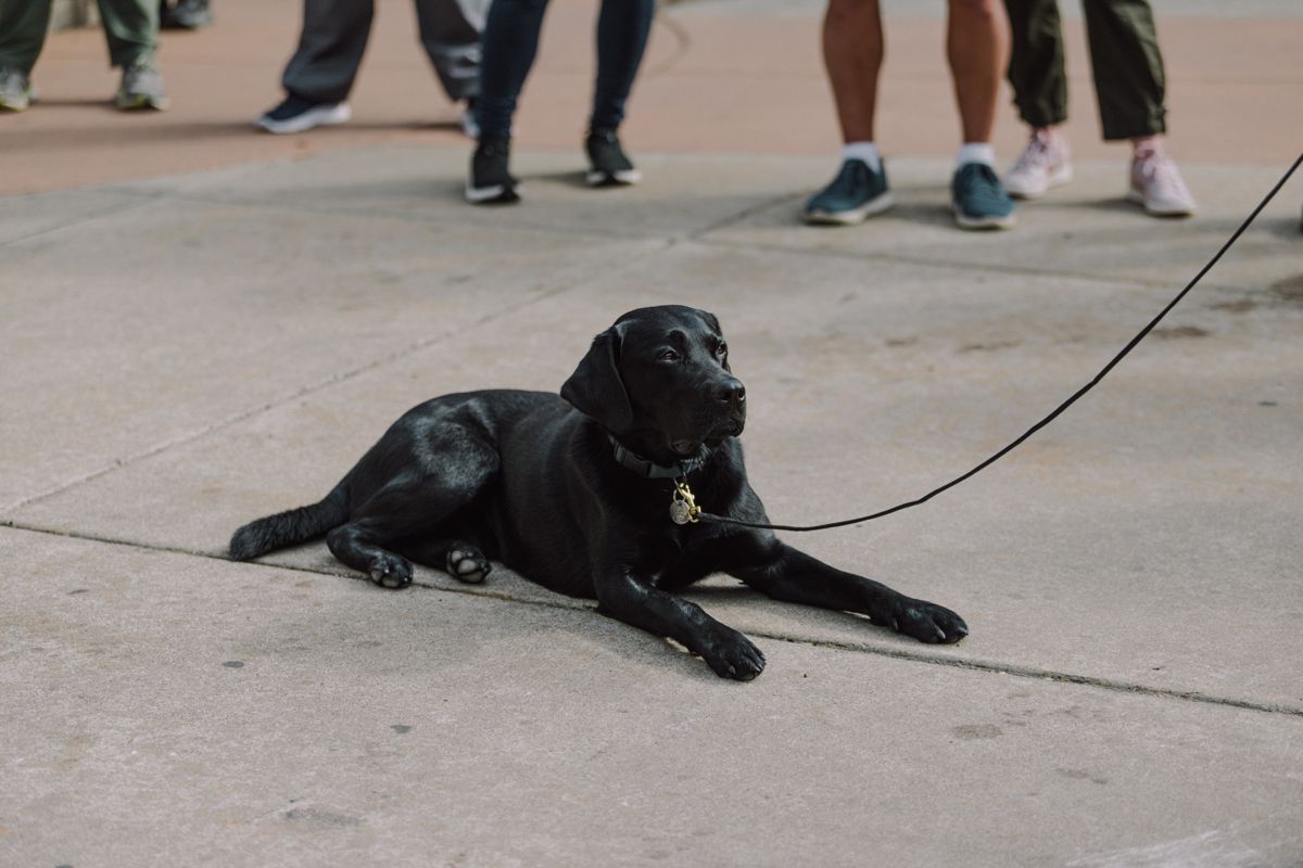 A black labrador holding a down on a long line at the academy