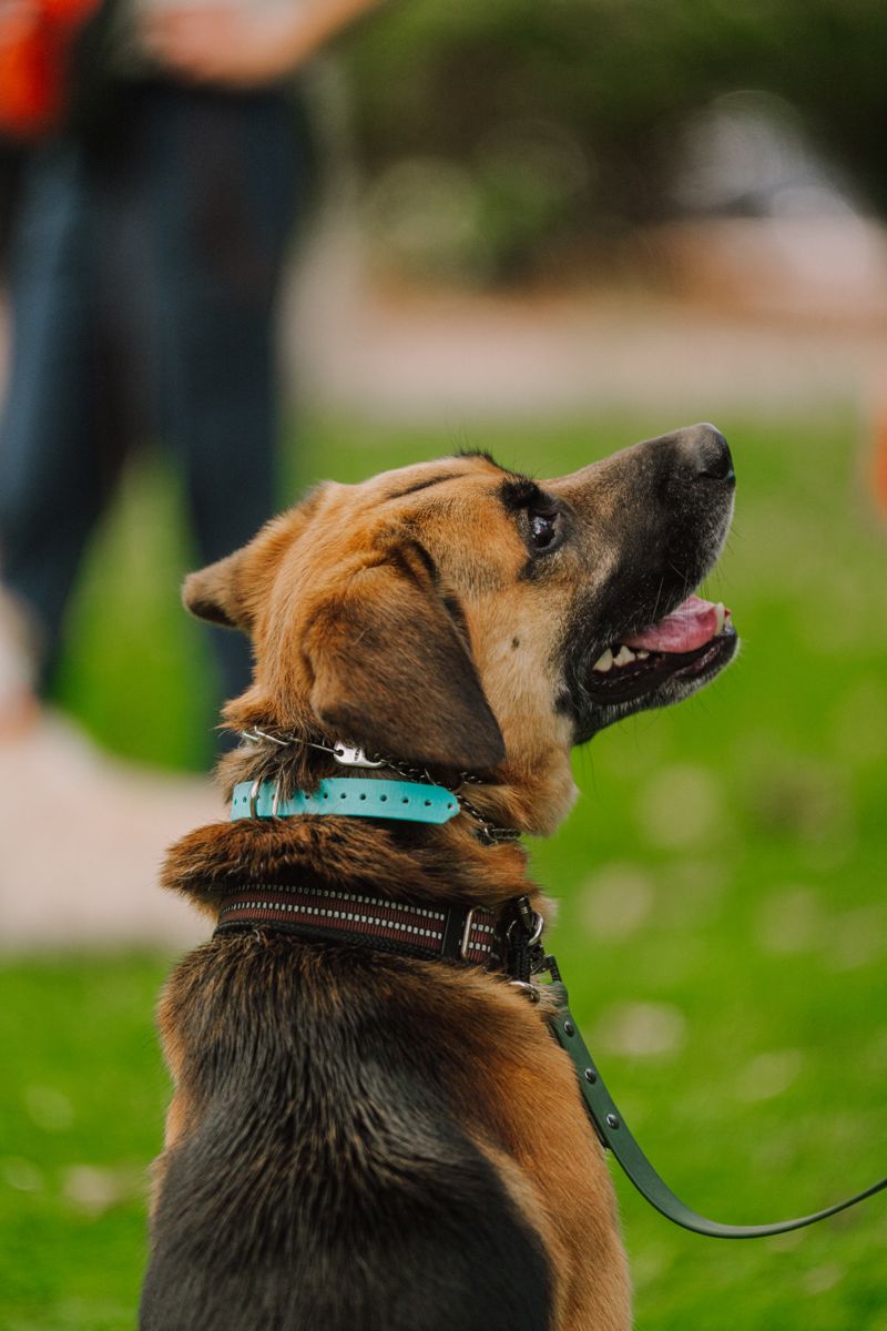 A shepherd in profile on a long line, ears up, watching his owner rather than the park