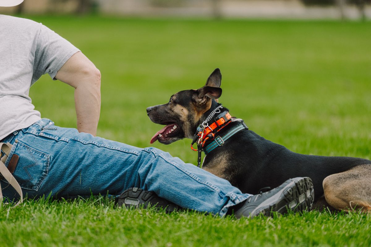 An owner lying on the grass next to his shepherd, both relaxed, leash slack