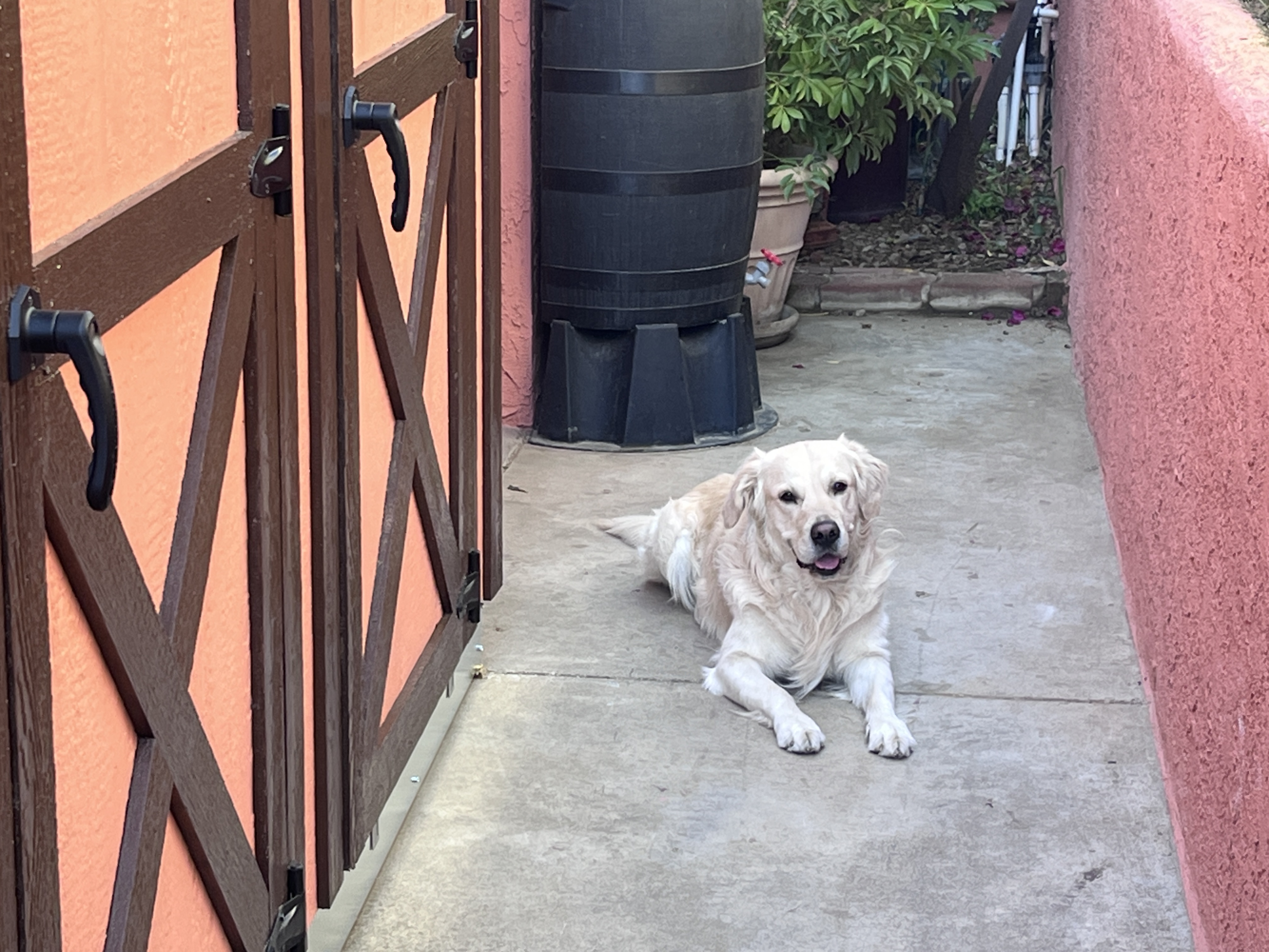Our Fur Baby Whiskey