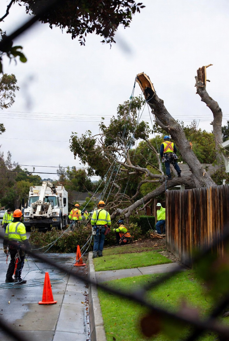 Storm-damaged tree requiring emergency tree service response
