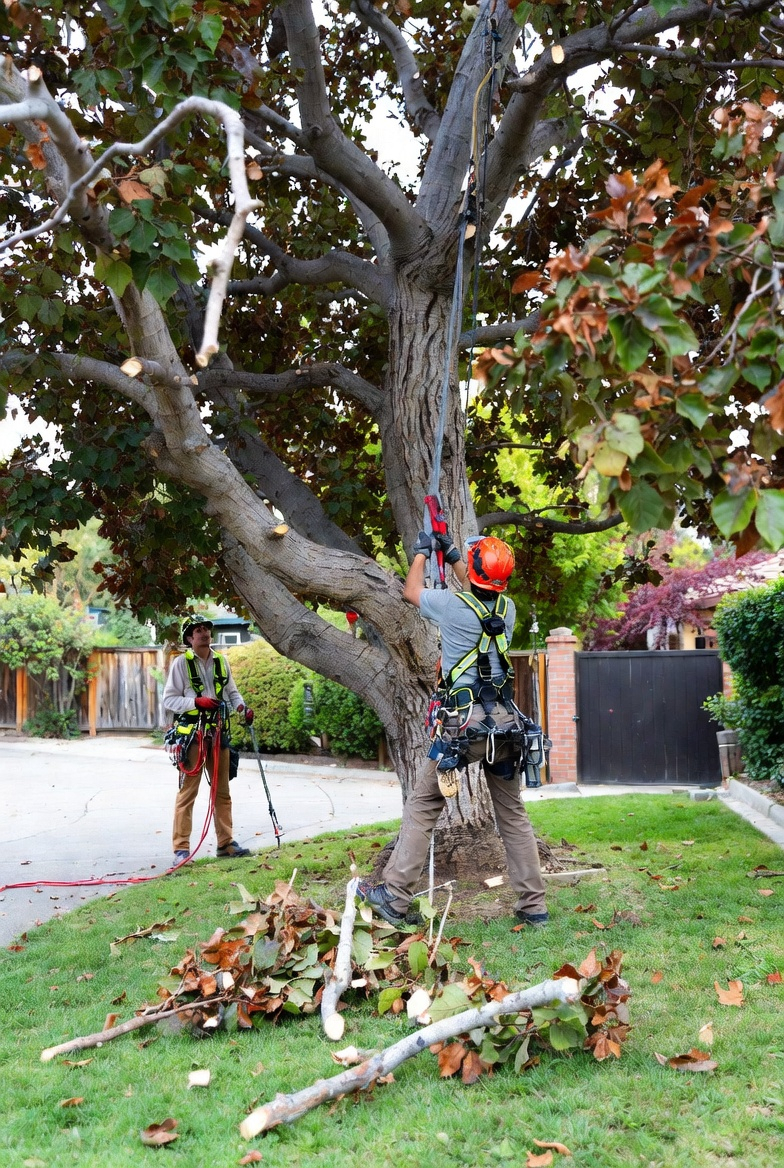 Tree pruning being performed to improve structure and remove deadwood