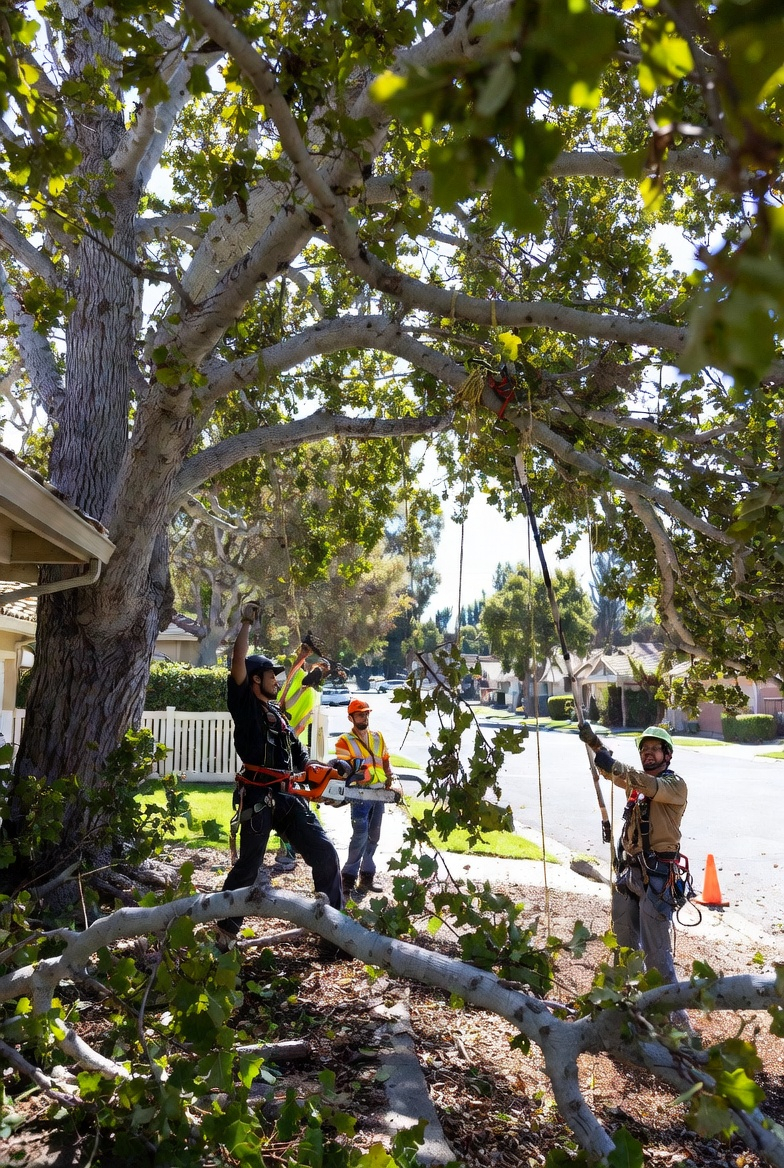 Tree trimming being performed to improve clearance and tree health