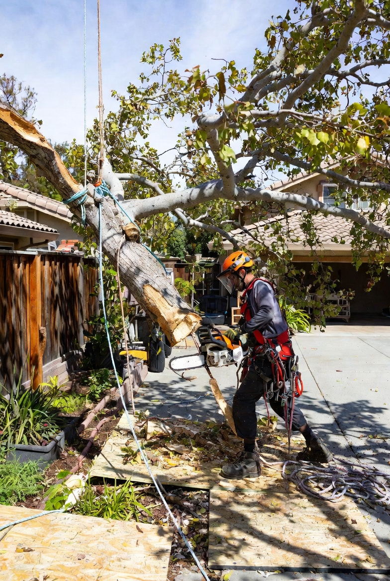 Tree removal work being performed with controlled cutting