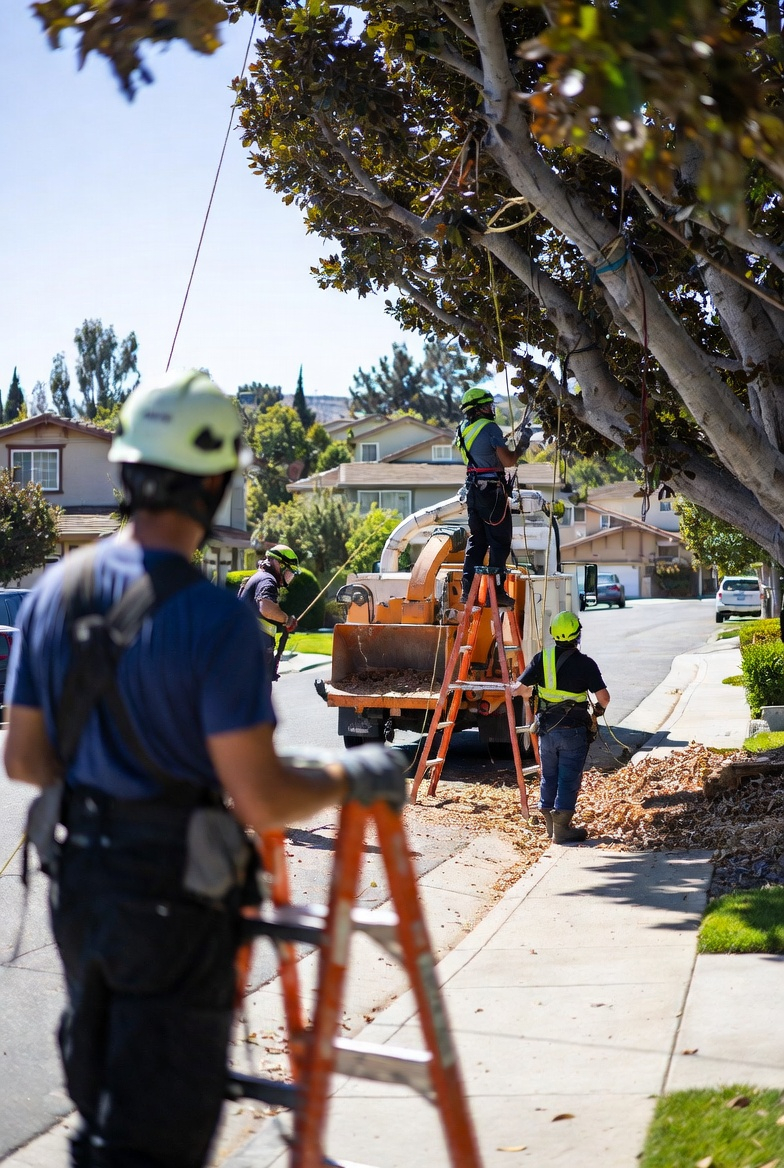 Tree service work performed near Sunnyvale California on a residential property