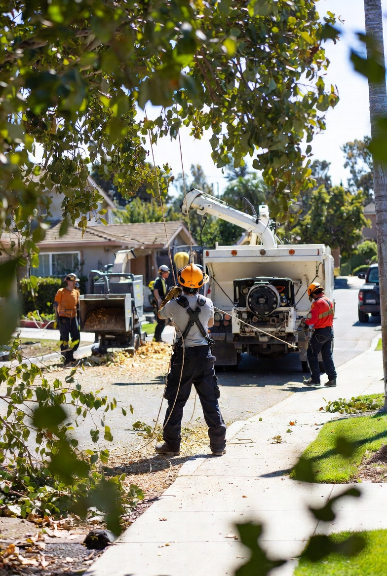 Tree service work performed in a residential neighborhood near Santa Clara California