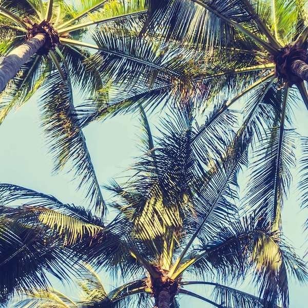 Tropical palm trees